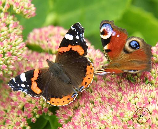 Red Admiral and Peacock Butterflies 9A71D-15.JPG